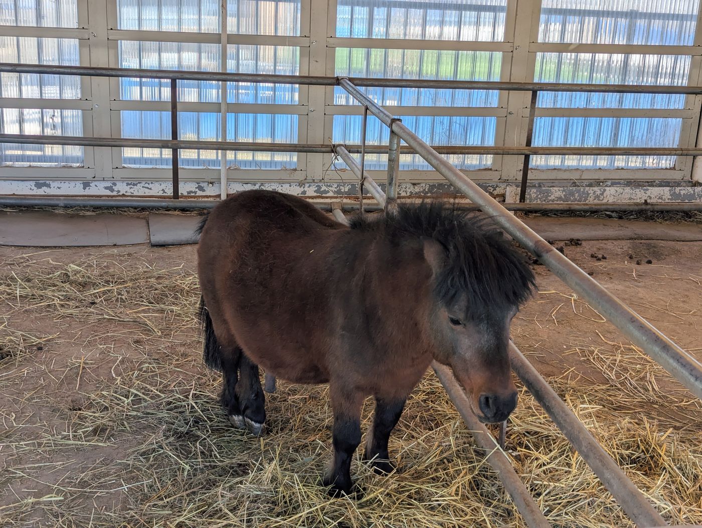 かわいいポニー