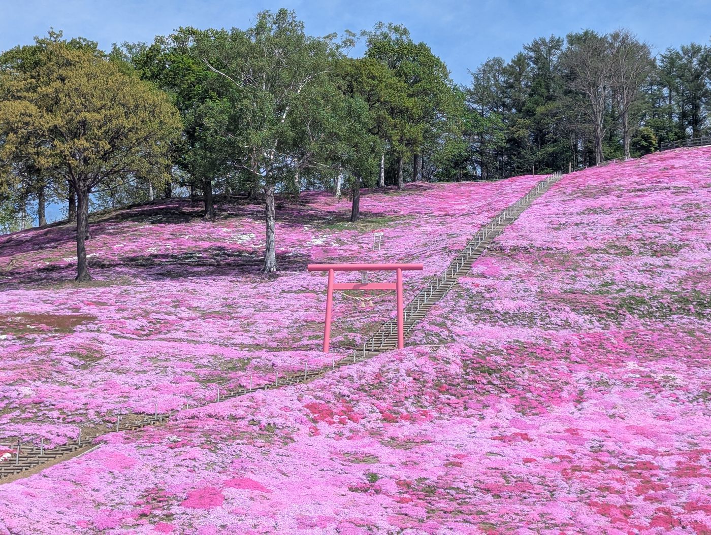 東藻琴の素晴らしい芝桜と鳥居。